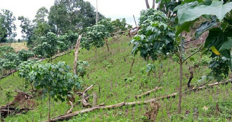 Reboisasi Dan Penghijauan Lahan Kritis Di Ntb Dislhk Ntb